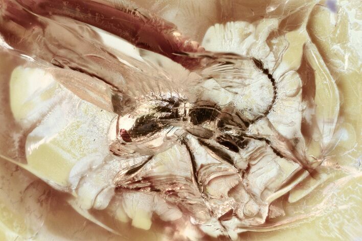 Fossil Ant-Like Stone Beetle (Scydmaeninae) in Baltic Amber #330626